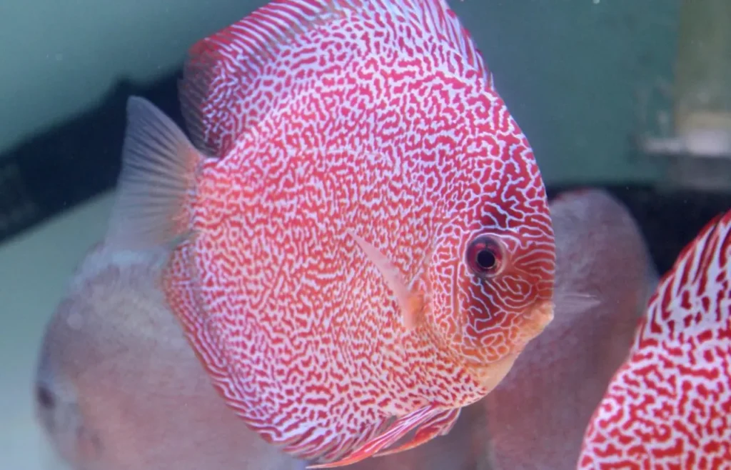 Spotted Discus15