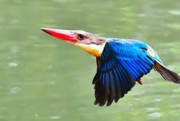 Stork Billed Kingfisher 4