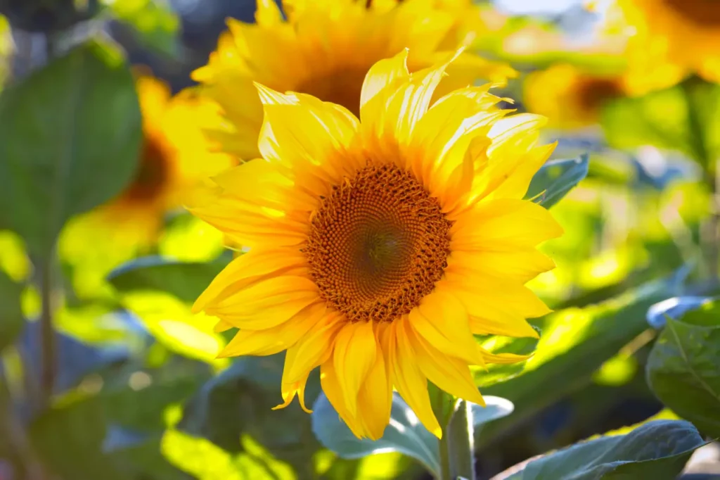 Sunflowers (10)