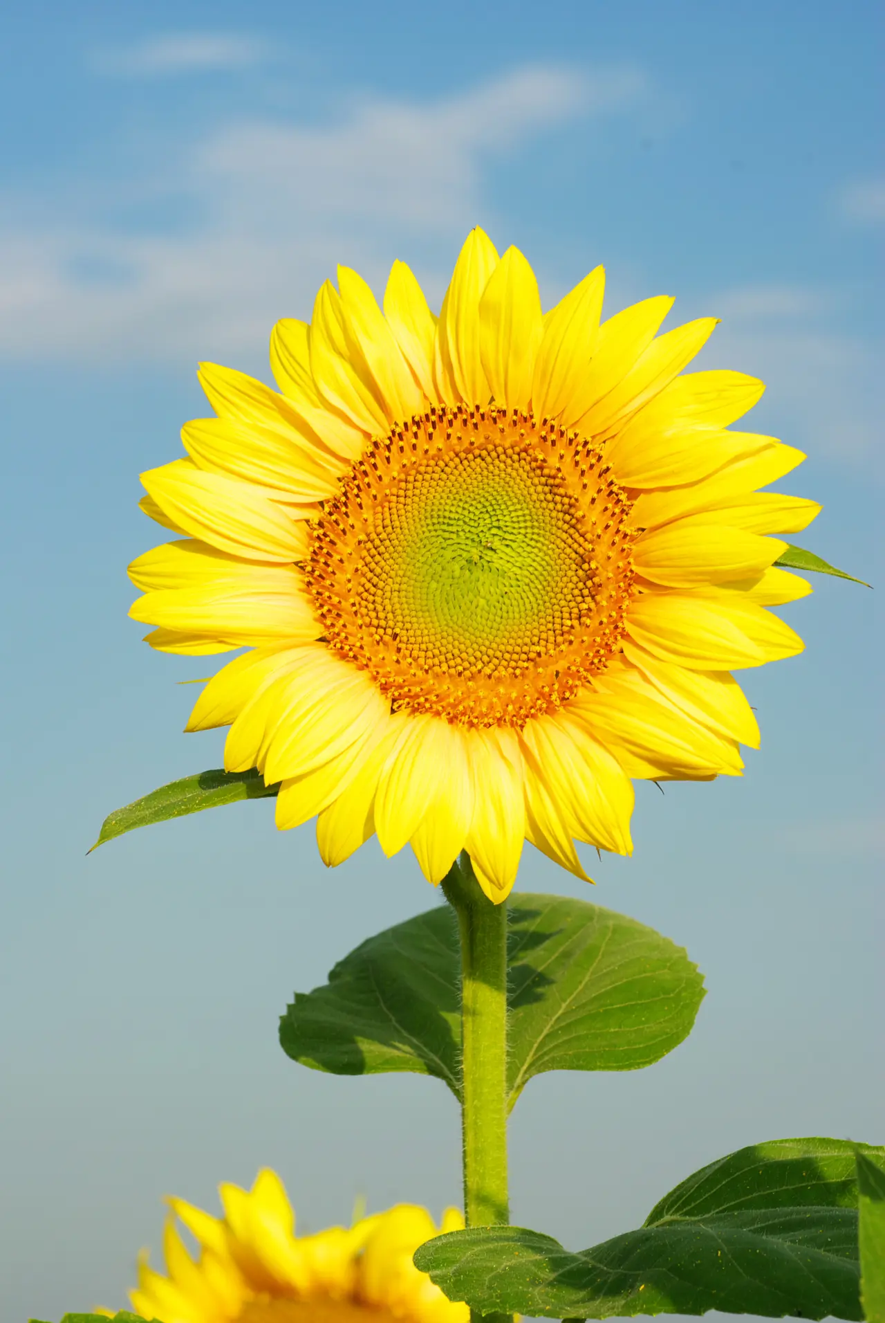 Sunflowers (7)