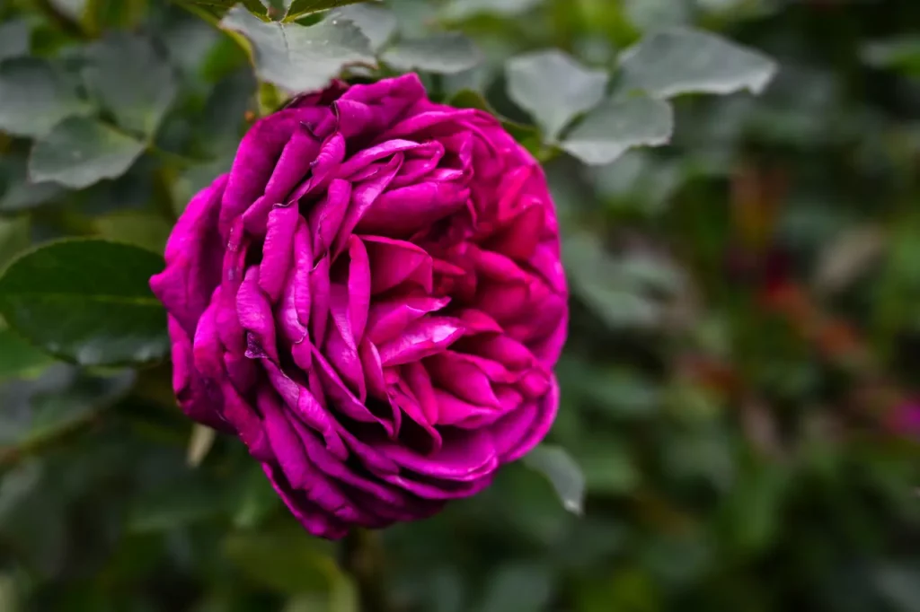 The Bulgarian Rose (24)