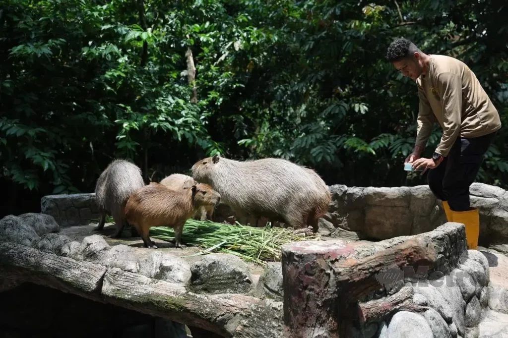The Friendship Between A Cat And A Capybara 1