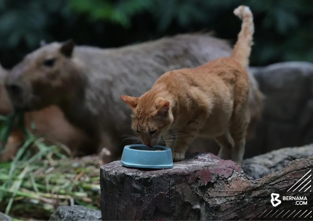 The Friendship Between A Cat And A Capybara 2