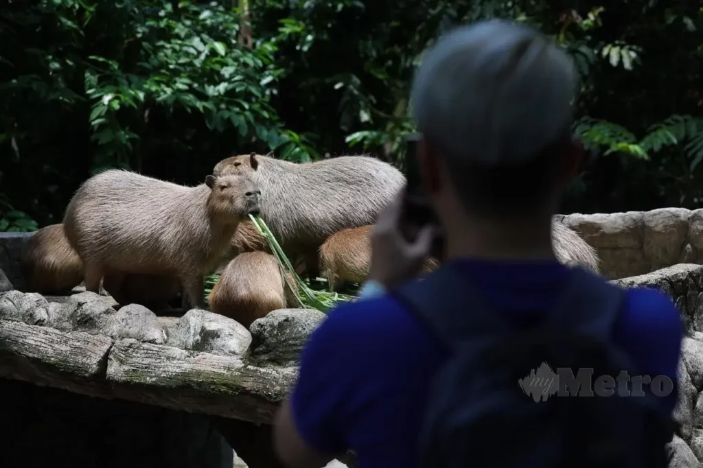 The Friendship Between A Cat And A Capybara 5