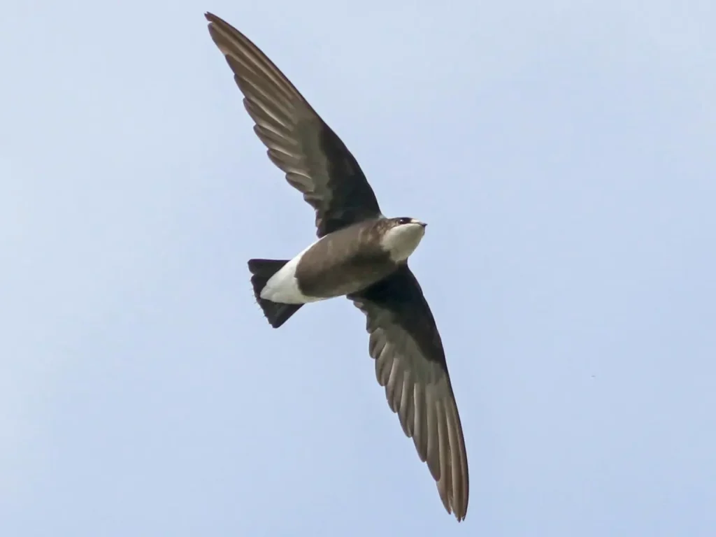 The White-throated Needletail 1