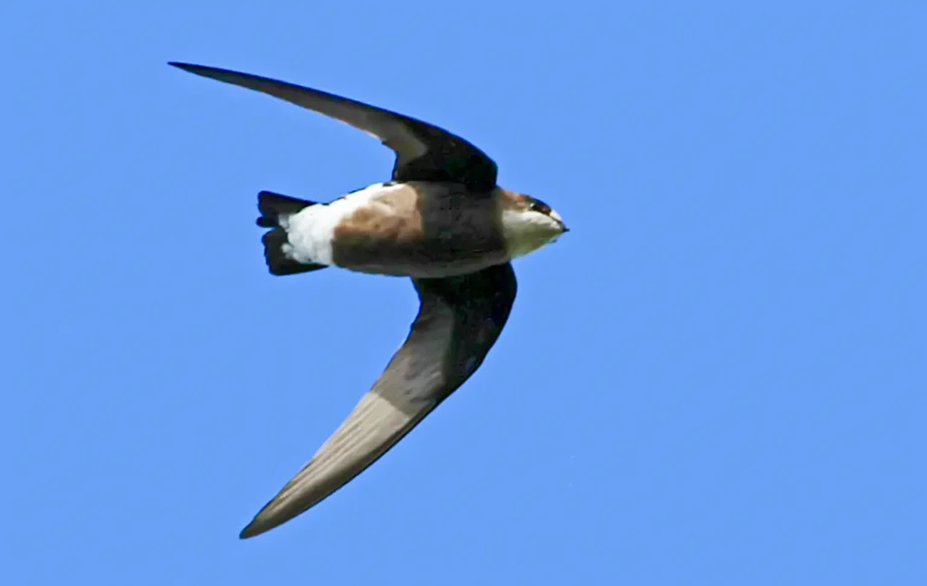 The White-throated Needletail 2