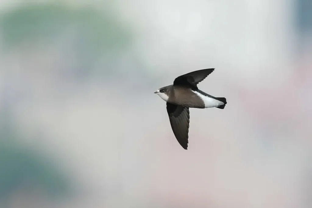The White-throated Needletail 3