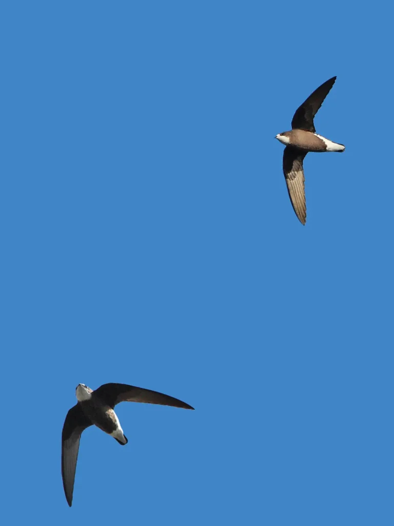 The White-throated Needletail 4