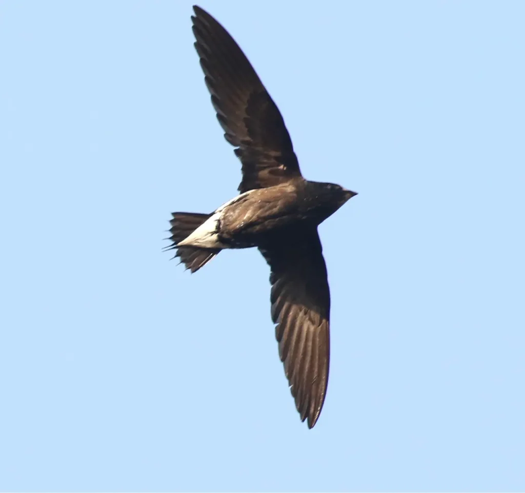 The White-throated Needletail 5