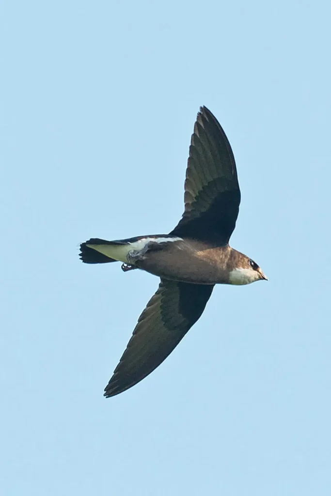 The White-throated Needletail 6
