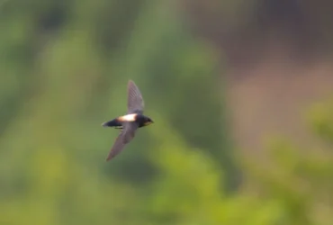 The White-throated Needletail 7