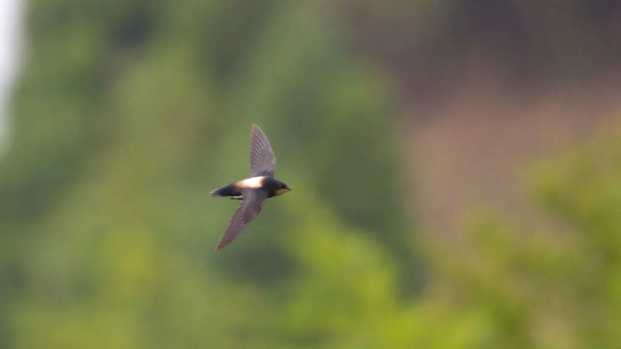 The White-throated Needletail 7