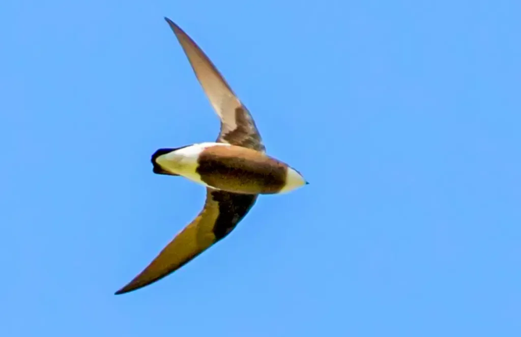 The White-throated Needletail 8