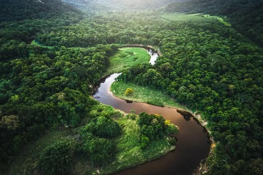 The-amazon-rainforest-ecosystem-1