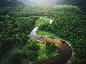The-amazon-rainforest-ecosystem-1