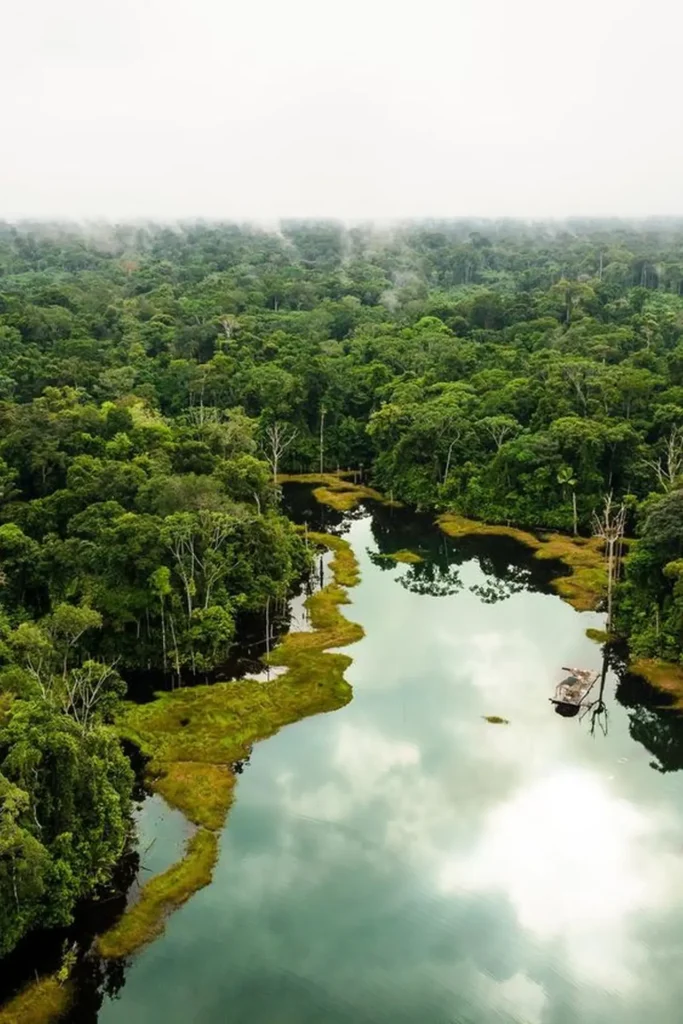 The-amazon-rainforest-ecosystem-2