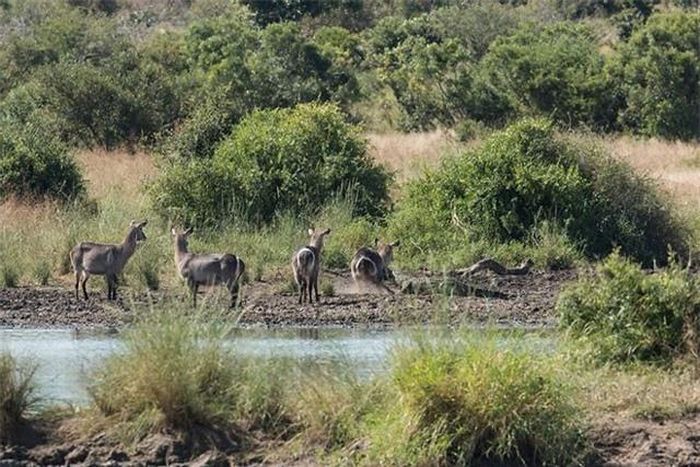 The Antelope Narrowly Escaped Death After Being Captured By A Crocodile 1