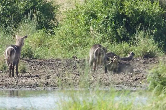 The Antelope Narrowly Escaped Death After Being Captured By A Crocodile 2