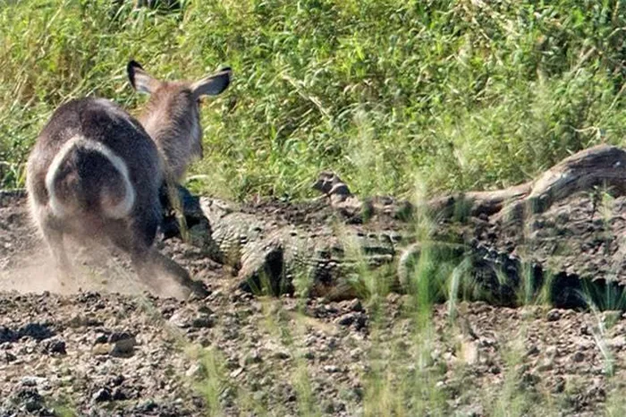 The Antelope Narrowly Escaped Death After Being Captured By A Crocodile 3