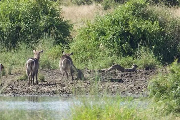 The Antelope Narrowly Escaped Death After Being Captured By A Crocodile 4