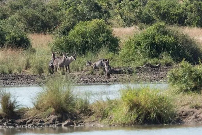 The Antelope Narrowly Escaped Death After Being Captured By A Crocodile 5