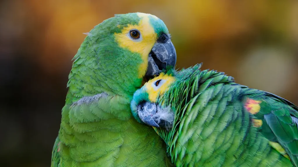 The-beautiful-green-colored-bird-species-1