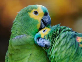 The-beautiful-green-colored-bird-species-1