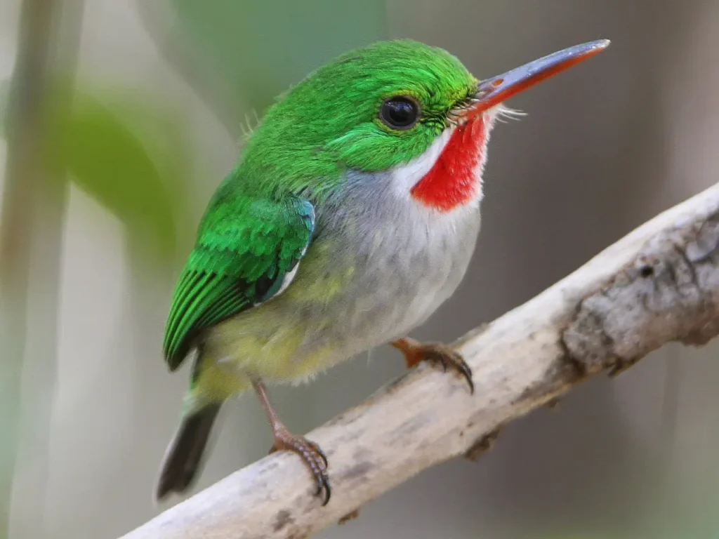 The-beautiful-green-colored-bird-species-2