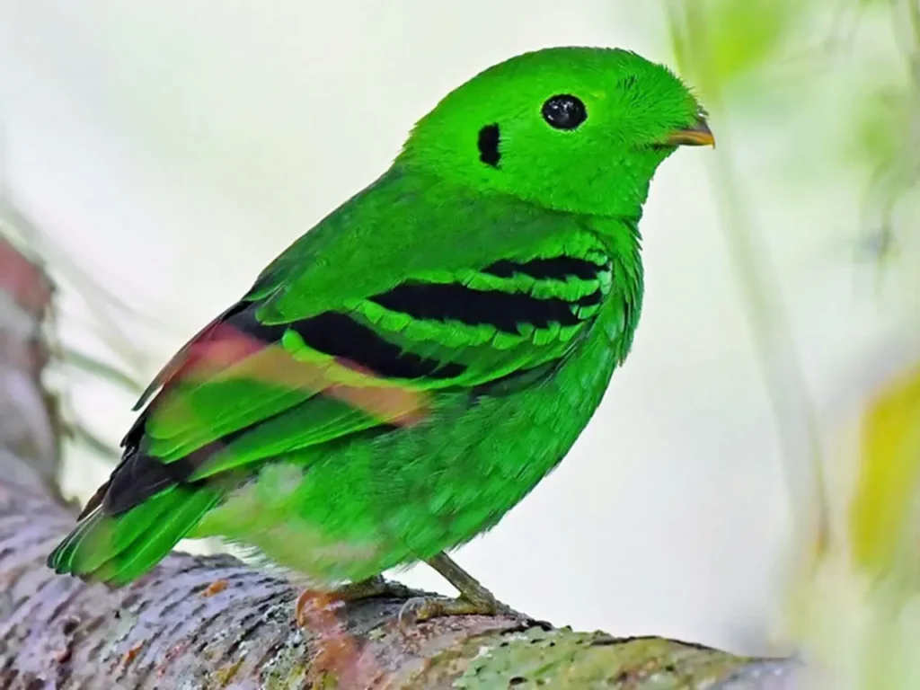 The-beautiful-green-colored-bird-species-3