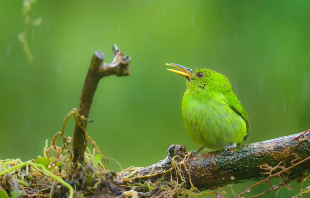 The-beautiful-green-colored-bird-species-4