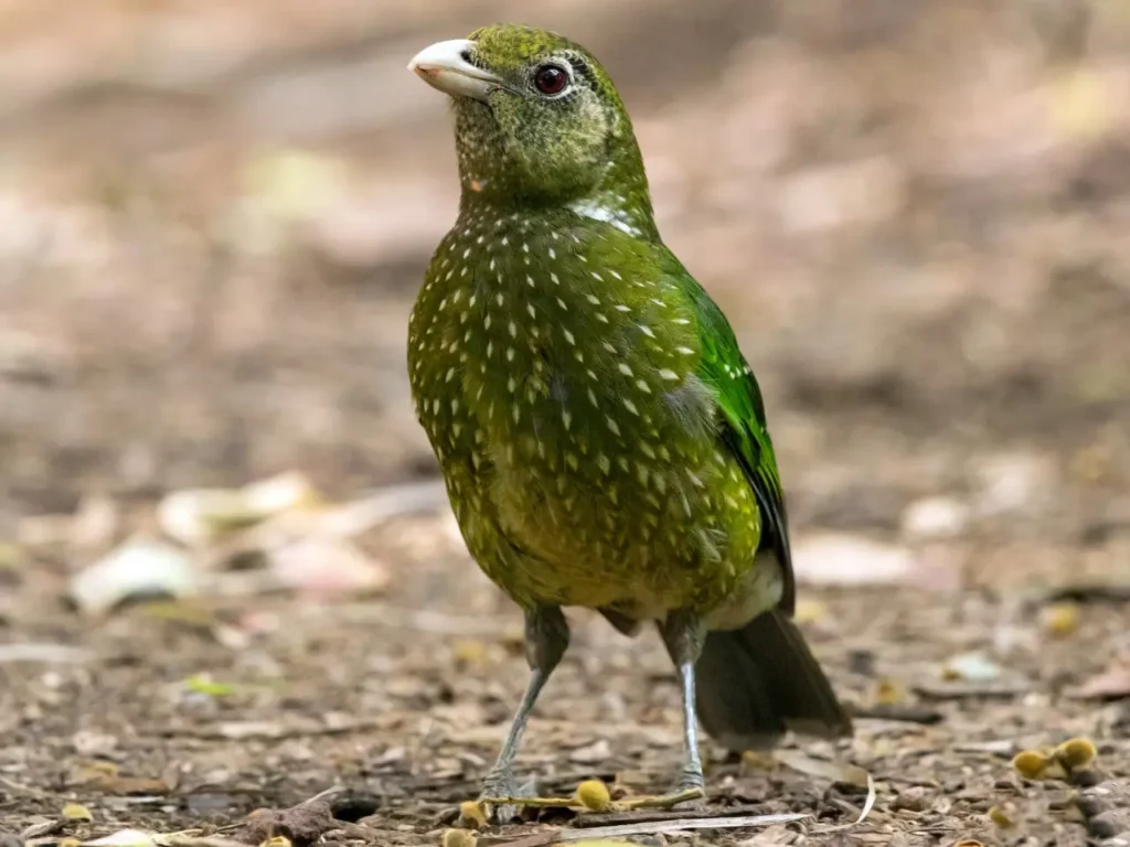 The-beautiful-green-colored-bird-species-5