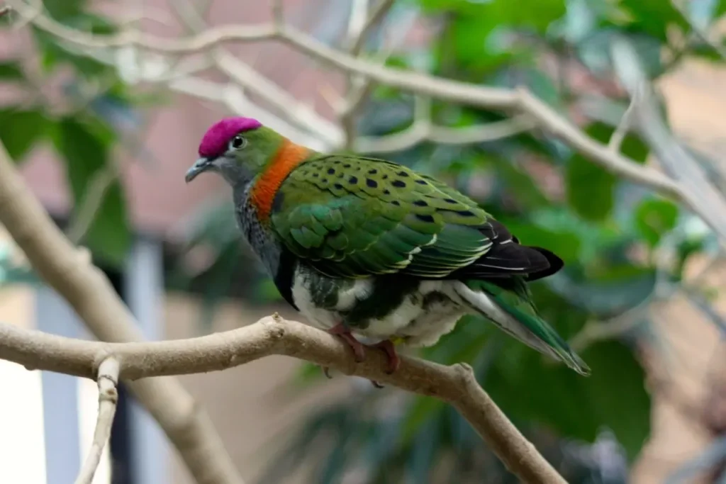 The-beautiful-green-colored-bird-species-6