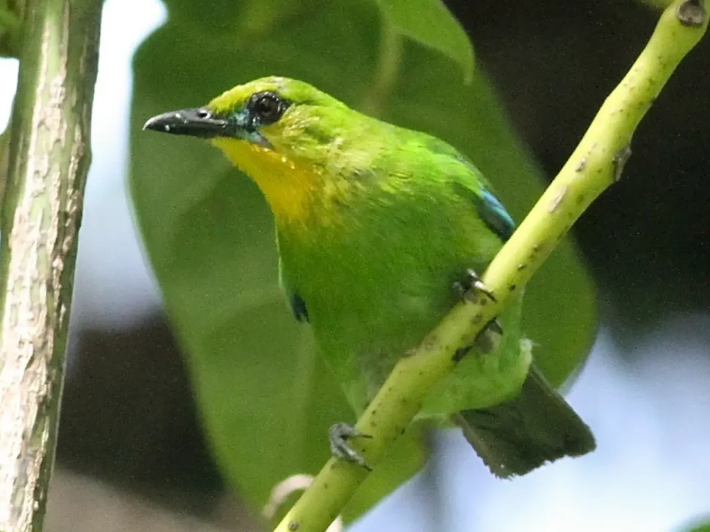 The-beautiful-green-colored-bird-species-7