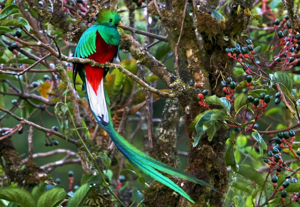 The-beautiful-green-colored-bird-species-8