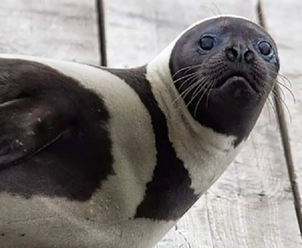 The Extremely Rare Species Of Seal Possesses Fur Resembling That Of A Dappled Horse 13