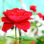 The Most Famous And Beautiful Flowers In France 5