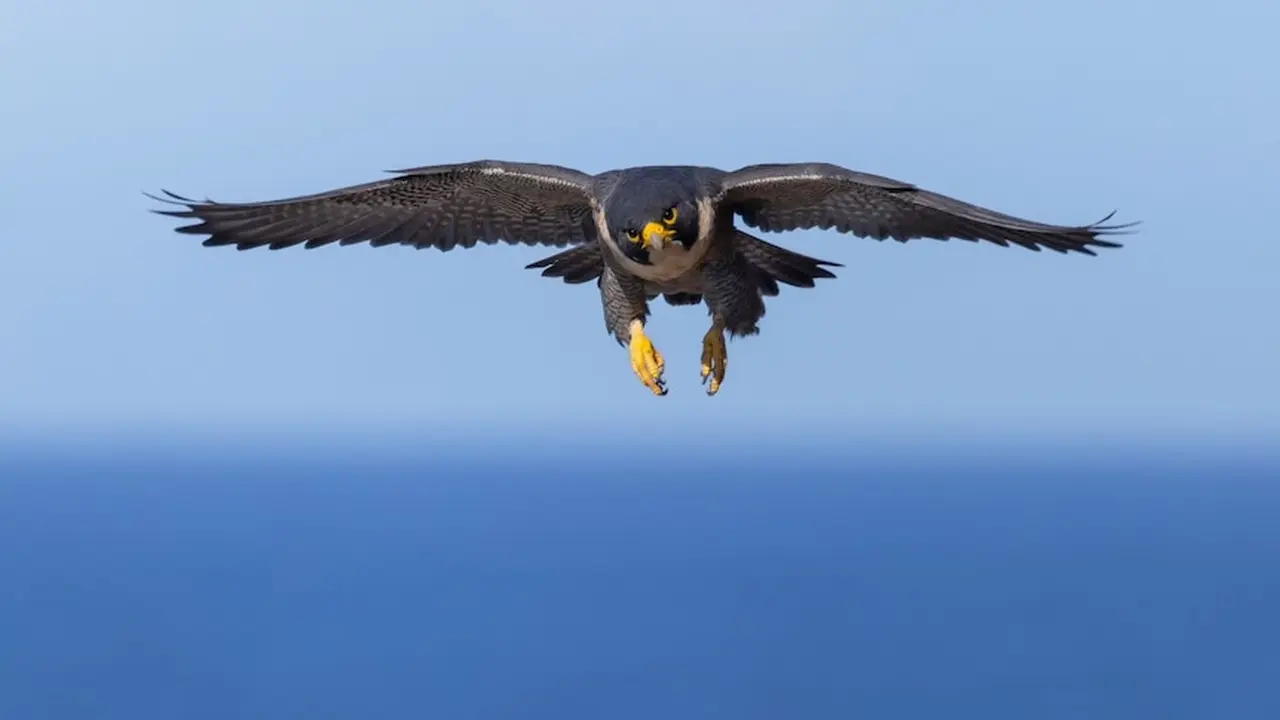 The-nine-fastest-flying-bird-species-in-the-world-9