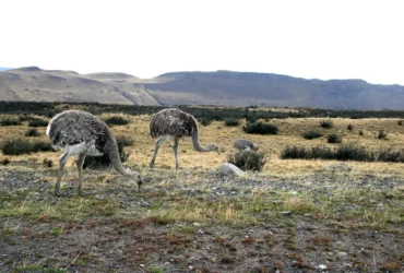 Largest bird 5