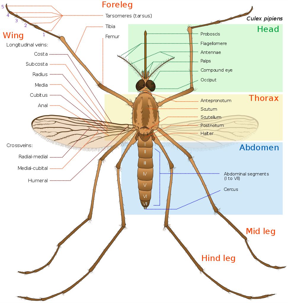The parts of a mosquito