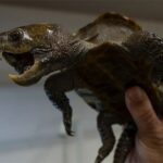 The Species Of Turtle With An Eagle Beak And A Strange Crocodile Tail 1