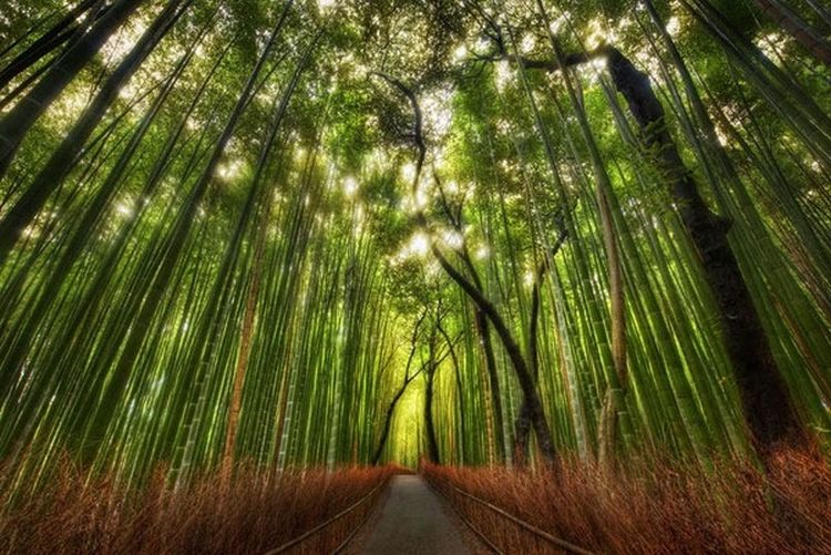 the-ten-most-beautiful-forests-in-the-world-1