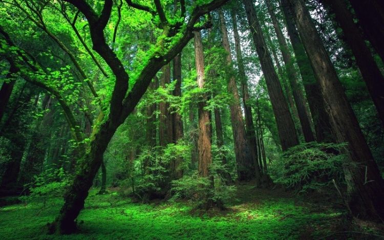 the-ten-most-beautiful-forests-in-the-world-17