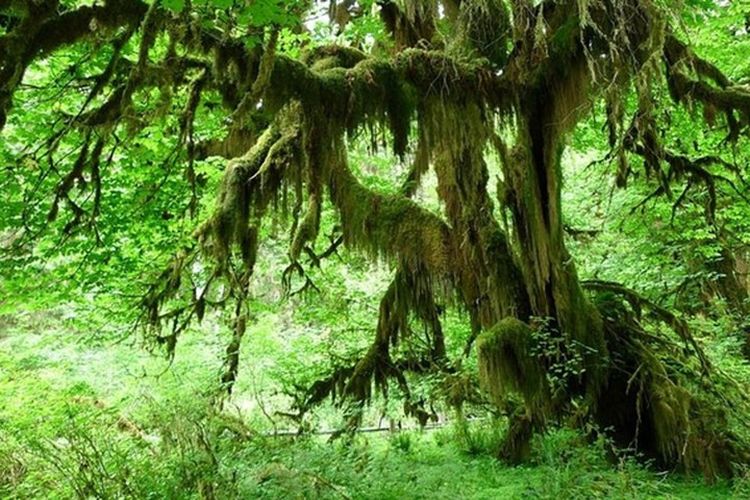 the-ten-most-beautiful-forests-in-the-world-20