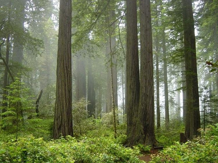 the-ten-most-beautiful-forests-in-the-world-5