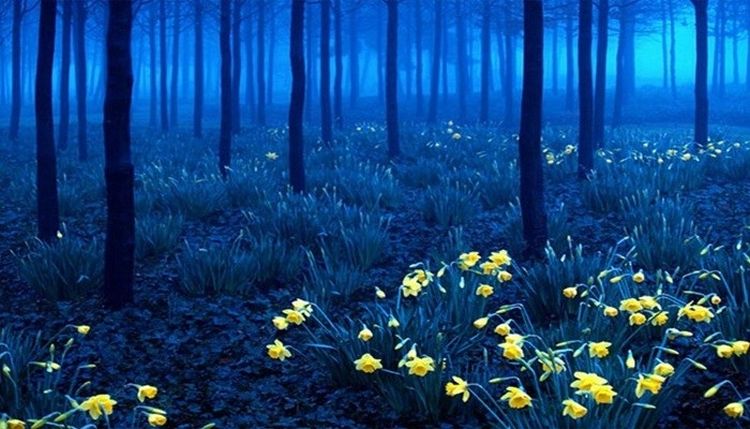 the-ten-most-beautiful-forests-in-the-world-7