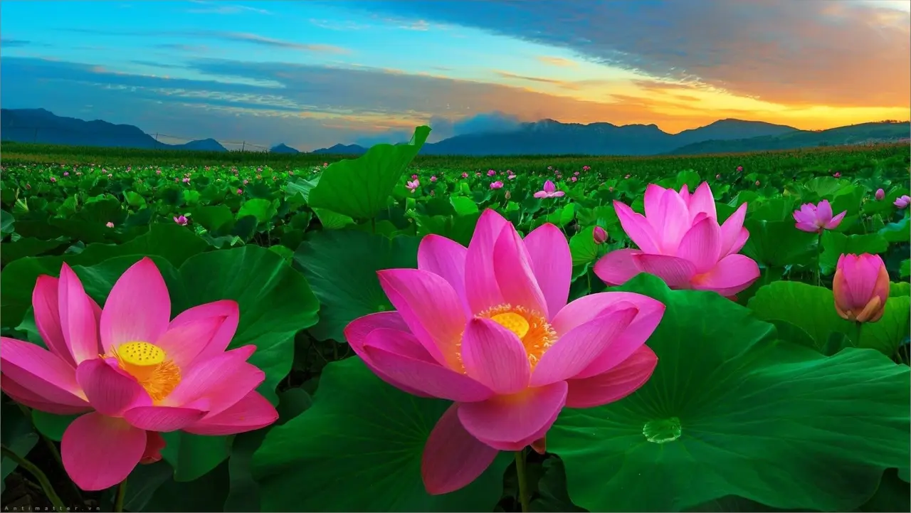 The-top-15-most-beautiful-flowers-in-asia-1