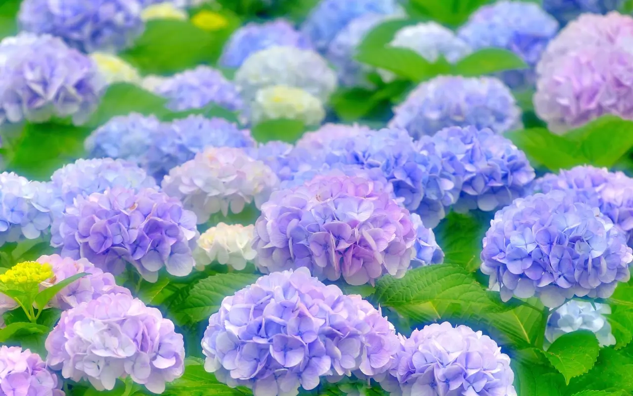 The-top-15-most-beautiful-flowers-in-asia-7