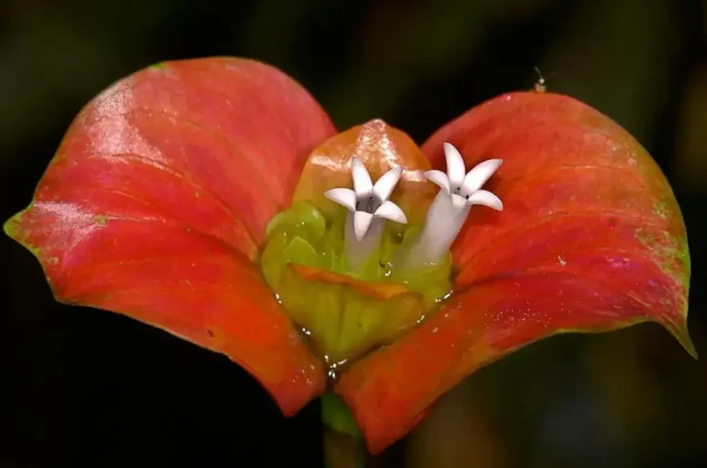 The-top-famous-plant-species-in-the-amazon-14