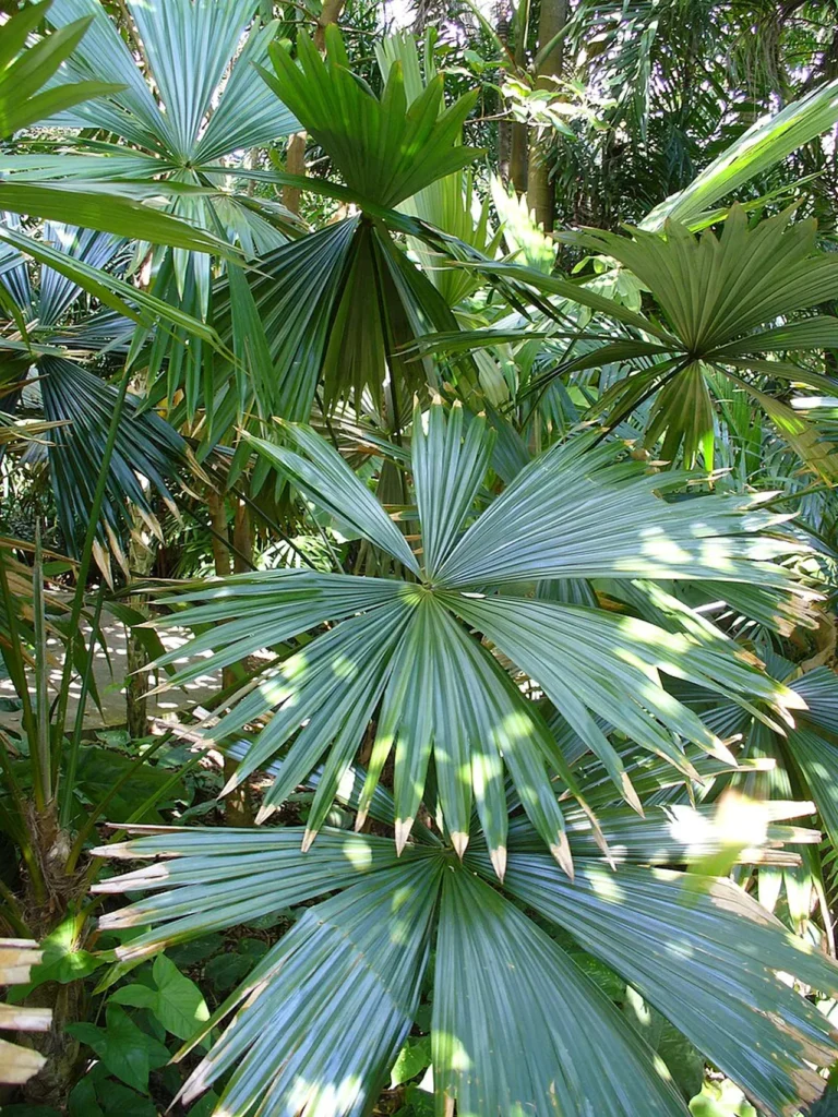 The-top-famous-plant-species-in-the-amazon-3