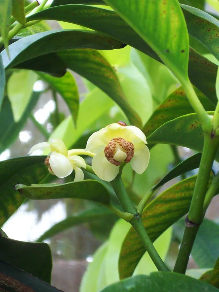 The-top-famous-plant-species-in-the-amazon-5
